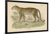 Vintage Leopard-Wild Apple Portfolio-Framed Art Print