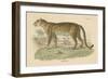 Vintage Leopard-Wild Apple Portfolio-Framed Art Print