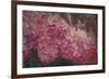 Vintage Lilacs Deux-Tina Lavoie-Framed Giclee Print
