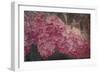 Vintage Lilacs Deux-Tina Lavoie-Framed Giclee Print