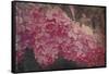 Vintage Lilacs Deux-Tina Lavoie-Framed Stretched Canvas