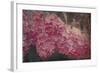 Vintage Lilacs Deux-Tina Lavoie-Framed Giclee Print