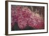 Vintage Lilacs Deux-Tina Lavoie-Framed Giclee Print