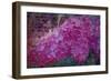 Vintage Lilacs-Tina Lavoie-Framed Giclee Print
