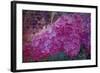 Vintage Lilacs-Tina Lavoie-Framed Giclee Print