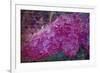 Vintage Lilacs-Tina Lavoie-Framed Giclee Print