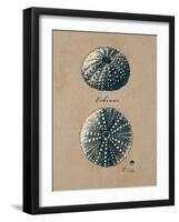 Vintage Linen Sea Urchin-Regina-Andrew Design-Framed Art Print