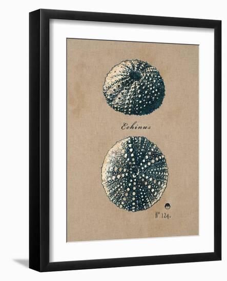 Vintage Linen Sea Urchin-Regina-Andrew Design-Framed Art Print