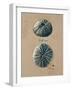 Vintage Linen Sea Urchin-Regina-Andrew Design-Framed Art Print