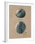 Vintage Linen Sea Urchin-Regina-Andrew Design-Framed Art Print