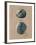 Vintage Linen Sea Urchin-Regina-Andrew Design-Framed Art Print