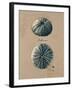 Vintage Linen Sea Urchin-Regina-Andrew Design-Framed Art Print