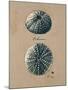 Vintage Linen Sea Urchin-Regina-Andrew Design-Mounted Art Print