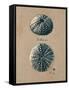 Vintage Linen Sea Urchin-Regina-Andrew Design-Framed Stretched Canvas