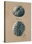 Vintage Linen Sea Urchin-Regina-Andrew Design-Stretched Canvas
