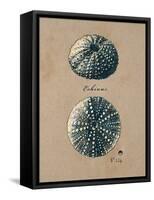 Vintage Linen Sea Urchin-Regina-Andrew Design-Framed Stretched Canvas