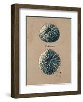 Vintage Linen Sea Urchin-Regina-Andrew Design-Framed Art Print