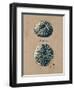 Vintage Linen Sea Urchin-Regina-Andrew Design-Framed Art Print