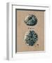 Vintage Linen Sea Urchin-Regina-Andrew Design-Framed Art Print