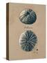 Vintage Linen Sea Urchin-Regina-Andrew Design-Stretched Canvas