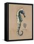 Vintage Linen Seahorse-Regina-Andrew Design-Framed Stretched Canvas