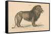 Vintage Lion-Wild Apple Portfolio-Framed Stretched Canvas