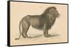 Vintage Lion-Wild Apple Portfolio-Framed Stretched Canvas