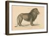 Vintage Lion-Wild Apple Portfolio-Framed Premium Giclee Print