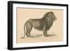 Vintage Lion-Wild Apple Portfolio-Framed Premium Giclee Print