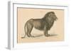 Vintage Lion-Wild Apple Portfolio-Framed Premium Giclee Print