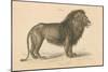 Vintage Lion-Wild Apple Portfolio-Mounted Premium Giclee Print