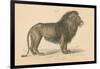 Vintage Lion-Wild Apple Portfolio-Framed Art Print