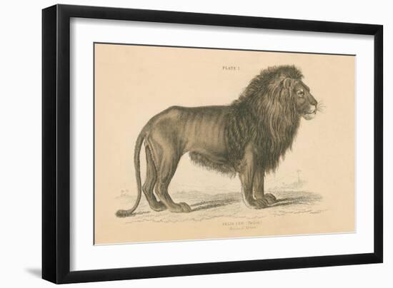 Vintage Lion-Wild Apple Portfolio-Framed Art Print