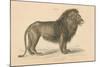 Vintage Lion-Wild Apple Portfolio-Mounted Art Print