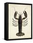 Vintage Lobster-DeKay-Framed Stretched Canvas