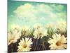 Vintage Look of Summer Daisies in Grass-Sandralise-Mounted Photographic Print