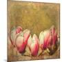 Vintage Magnolia; 2019,-Helen White-Mounted Giclee Print
