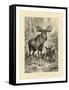 Vintage Moose or Elk-Specht Friedrich-Framed Stretched Canvas