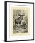 Vintage Moose or Elk-Specht Friedrich-Framed Art Print