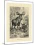 Vintage Moose or Elk-Specht Friedrich-Mounted Art Print