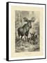 Vintage Moose or Elk-Specht Friedrich-Framed Stretched Canvas