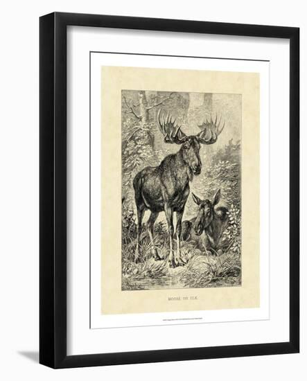 Vintage Moose or Elk-Specht Friedrich-Framed Art Print