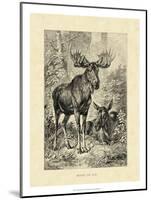 Vintage Moose or Elk-Specht Friedrich-Mounted Art Print