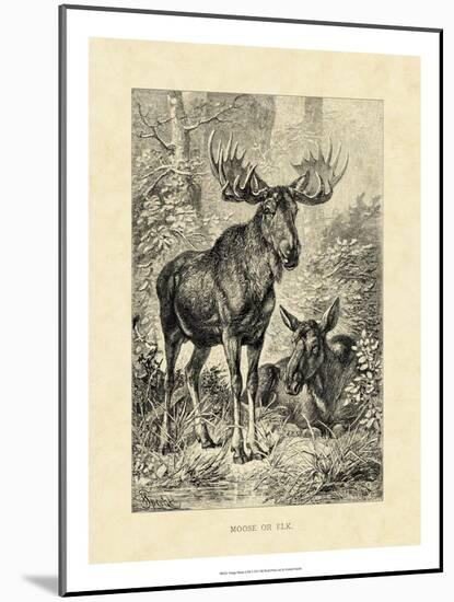 Vintage Moose or Elk-Specht Friedrich-Mounted Art Print