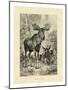 Vintage Moose or Elk-Specht Friedrich-Mounted Art Print