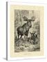 Vintage Moose or Elk-Specht Friedrich-Stretched Canvas