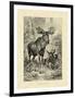 Vintage Moose or Elk-Specht Friedrich-Framed Art Print