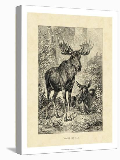 Vintage Moose or Elk-Specht Friedrich-Stretched Canvas