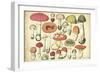 Vintage Mushroom Chart-Vision Studio-Framed Art Print