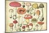 Vintage Mushroom Chart-Vision Studio-Mounted Art Print